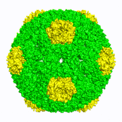 GIF. Kustīgs mikronodalījuma 3D struktūrattēls. Kalniņš et al.